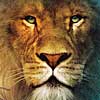 chronicles of narnia movie review