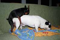 dog sex